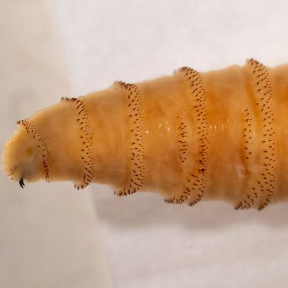 Maggots carnívoros ameaçam os EUA e cientistas usam moscas irradiadas para combatê-los
