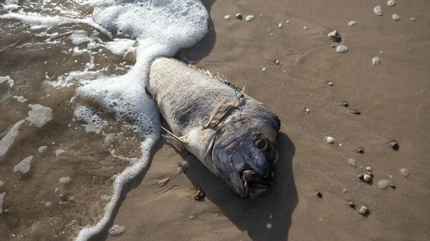 Mais de 400 espécies de vida marinha foram mortas. (Foto: Getty Images)