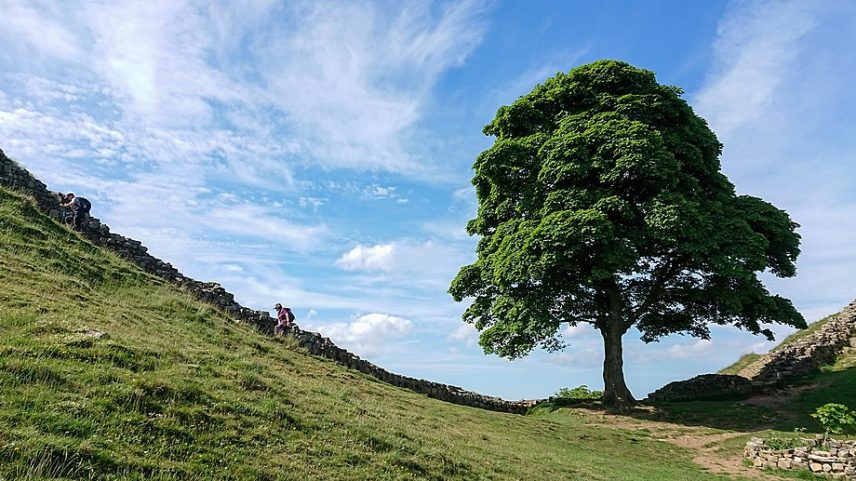 A Árvore de Sycamore Gap foi cortada em um ato de vandalismo na noite de 28 de setembro de 2023 (Foto: Gordon Leggett / Wikimedia Commons / CC BY-SA 4.0)