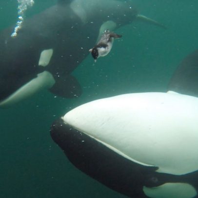 Orcas presenteiam humanos com alimentos em comportamento surpreendente