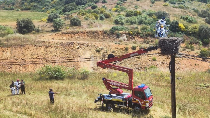 Intervenção realizada nos ninhos de cigüeña em que foram mortos exemplares em Sopeña de Carneros (León). (Foto: JCYL)