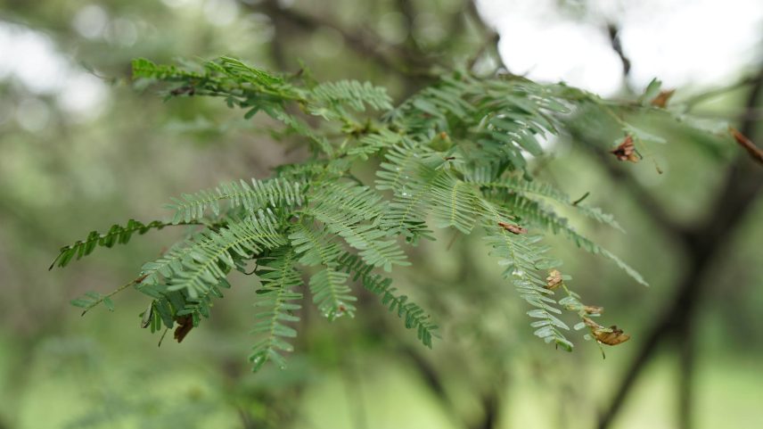 Folhas de jurema-preta (Mimosa tenuiflora), planta da caatinga que contém o psicodélico DMT (Foto: Marcelo Leite/Folhapress)