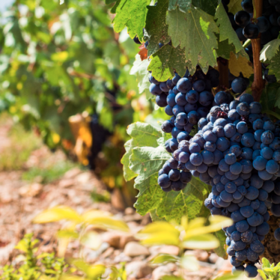 Descubra os melhores vinhos tintos espanhóis Tempranillo por até R$ 250