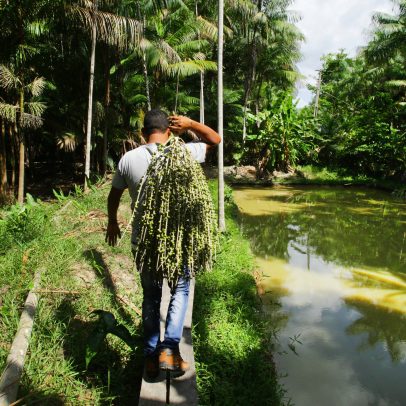 Bioeconomia na Amazônia pode gerar R$ 45 bilhões para o PIB do Brasil