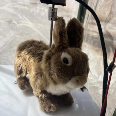 Flórida utiliza robôs-coelhos para controlar cobras gigantes invasoras