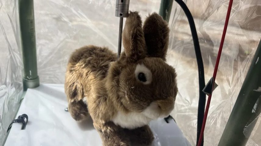 Robôs que imitam movimentos dos coelhos e emitem calor serão usados como iscas para atrair pítons na Flórida (EUA). (Foto: Robert McCleery/University of Florida)