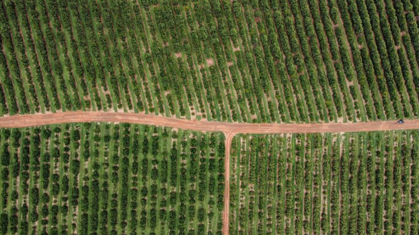 Plantação de laranja na fazenda Santa Tereza Pirassununga, interior de São Paulo (Foto: Edilson Dantas/Agência O Globo)