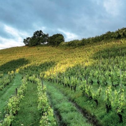 Chenin ganha destaque na França após sucesso na África do Sul