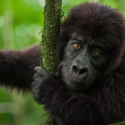 Perda de floresta em parque de gorilas no Congo seis meses após ofensiva do M23