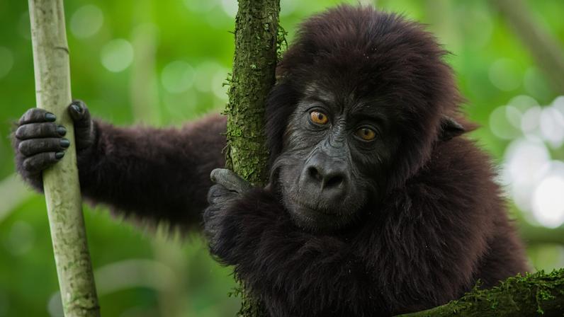 Young Grauer’s gorilla in Kahuzi-Biega National Park, Democratic Republic of the Congo. Image by Mike Davison via Flickr (CC BY-ND 2.0)