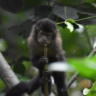 Oferecer comida a macacos-pregos prejudica a saúde e o comportamento dos animais