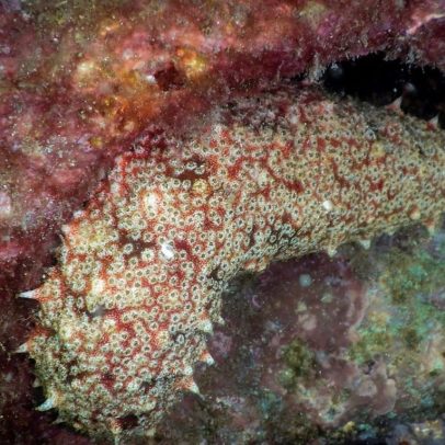 Mineração em águas profundas prejudica ecossistemas marinhos no Pacífico remoto