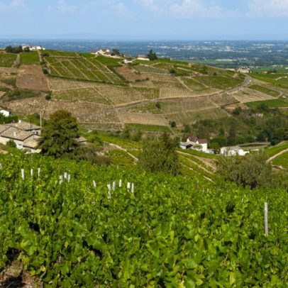 Descubra 20 vinhos do Beaujolais por menos de 15 euros em degustação especial