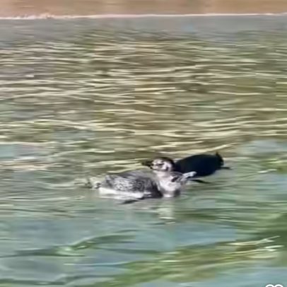 Trio de pinguins diverte banhistas na Praia de Itaipu, em Niterói; assista ao vídeo
