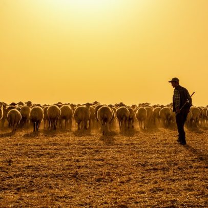 Doenças animais se espalham para humanos com a domesticação de gado