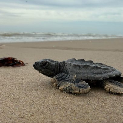 Tartarugas ameaçadas convivem com destroços de foguete da SpaceX em praia mexicana