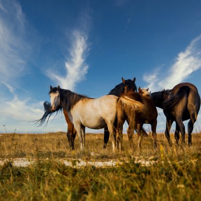 Ministério confirma 222 mortes de cavalos por suspeita de ração contaminada