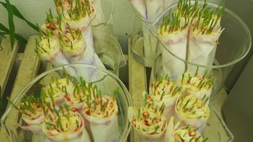 Inoculação de sementes de milho com a bactéria Bacillus subtilis (Foto: Divulgação/Embrapa)