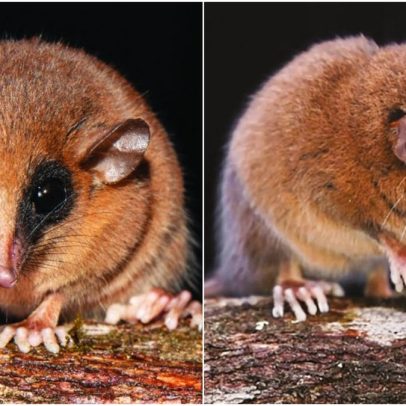 Descoberta nova espécie de marsupial surpreende cientistas na Amazônia