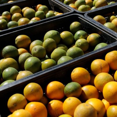 Tarifas dos EUA elevam preços do café e derrubam valores do suco de laranja no Brasil