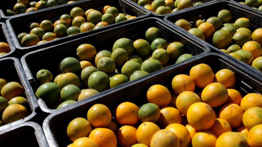 Suco de laranja é um dos produtos que ficaram isentos da tarifa de Trump. (Foto: Patricia Monteiro/Bloomberg)