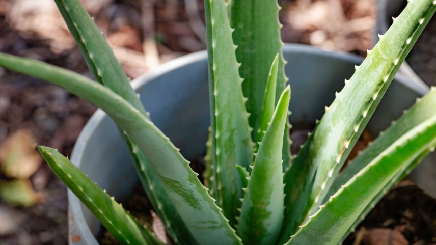 A babosa é uma planta fácil de cuidar, mas é preciso ter cuidado para não exagerar na rega (Foto: Altin Osmanaj/Adobe Stock)