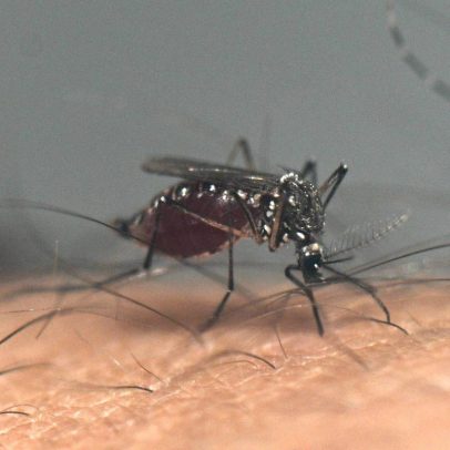 Brasil registra queda de 78% nos casos de dengue em 2024, com 1,2 milhão até julho