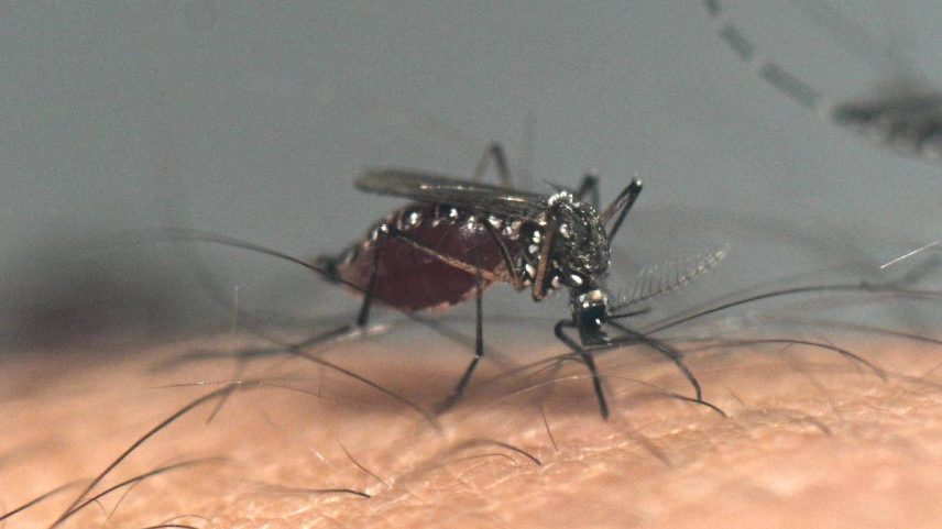 Mosquito Aedes Aegypti é o transmissor de arboviroses como dengue e chikungunya (Foto: Luis Robayo - 2.abr.25/AFP)