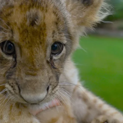 Donos de grandes felinos escondem animais durante repressão no Paquistão