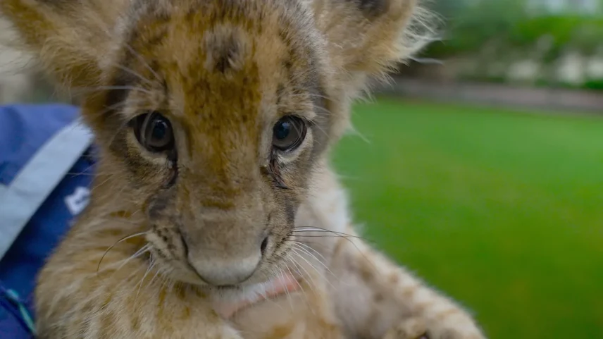 Este filhote foi resgatado pelos rangers da vida selvagem de Punjab durante uma operação nos arredores de Lahore (Foto: BBC)