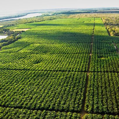 Tarifa pode bloquear exportação de 77 mil toneladas de frutas brasileiras para os EUA