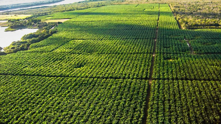 Agricultura irrigada na região de Petrolina (PE), Vale do São Francisco (Foto: Divulgação/Codevasf)