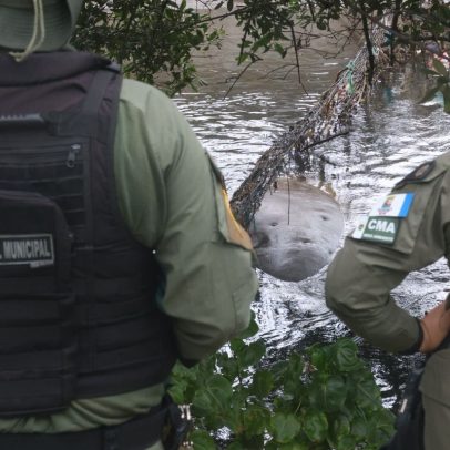 Elefante-marinho é encontrado descansando no Canal de São Francisco, em Niterói