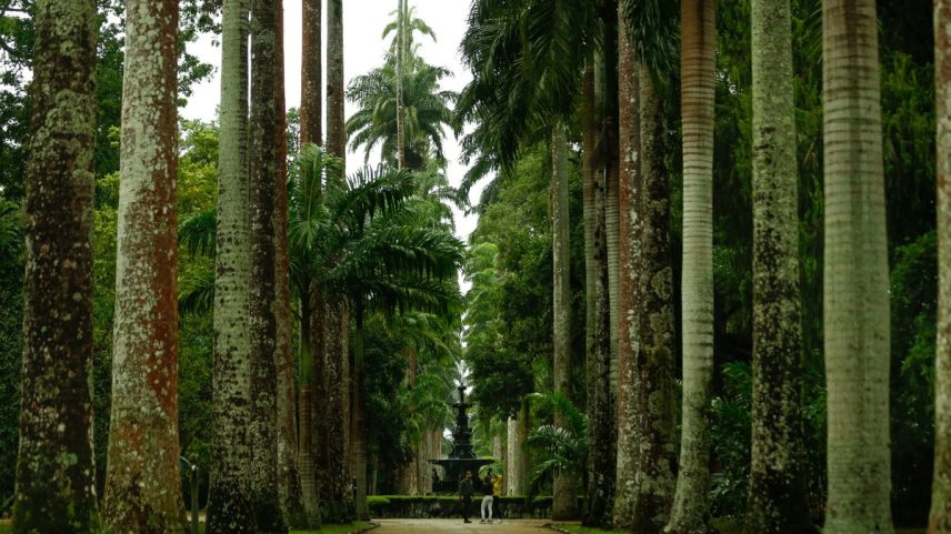 Ingresso para visitar o Arboreto do Jardim Botânico mais que dobrou de preço — Foto: Roberto Moreyra/8-7-2021
