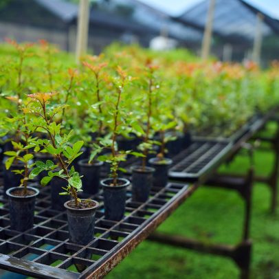 Iniciativa privada transforma sustentabilidade em oportunidade de negócio lucrativa
