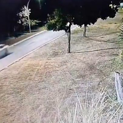 Carreta atropela 14 capivaras no DF e apenas um filhote sobrevive ao acidente