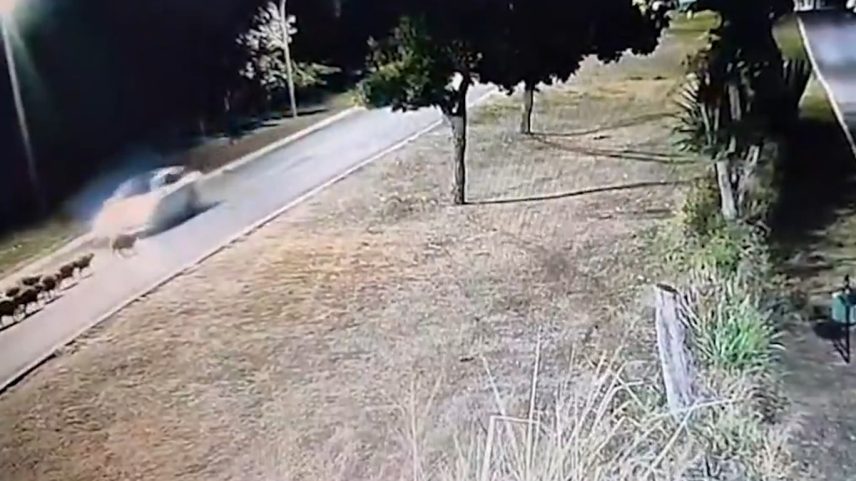 Capivaras foram atropeladas por carreta no Distrito Federal (Foto: Reprodução / Polícia Militar Ambiental)