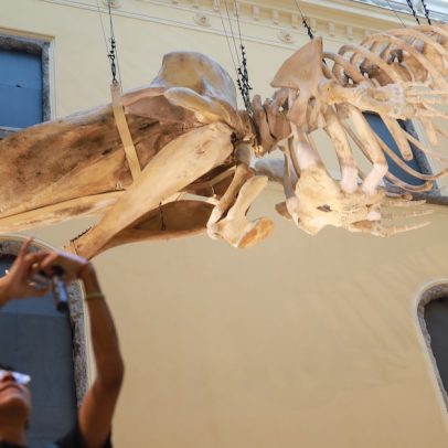 Museu Nacional reabre com sua 1ª exposição após quase 7 anos de incêndio