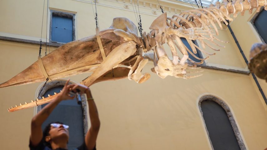 Um dos destaques é o esqueleto de uma baleia cachalote, com 15,7 metros de comprimento, a maior em exposição na América Latina. (Foto: Pedro Kirilos/Estadão)
