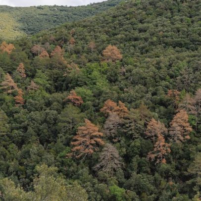 Investigadores alertam sobre a degradação silenciosa dos bosques devido ao clima