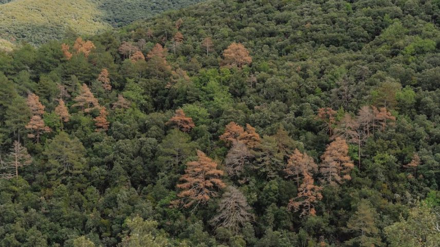 Árvores mortas pela seca nas montanhas de Prades em Tarragona (Catalunha), em uma imagem cedida por CREAF. Galdric Mossoll (Foto: CREAF.Galdric Mossoll)