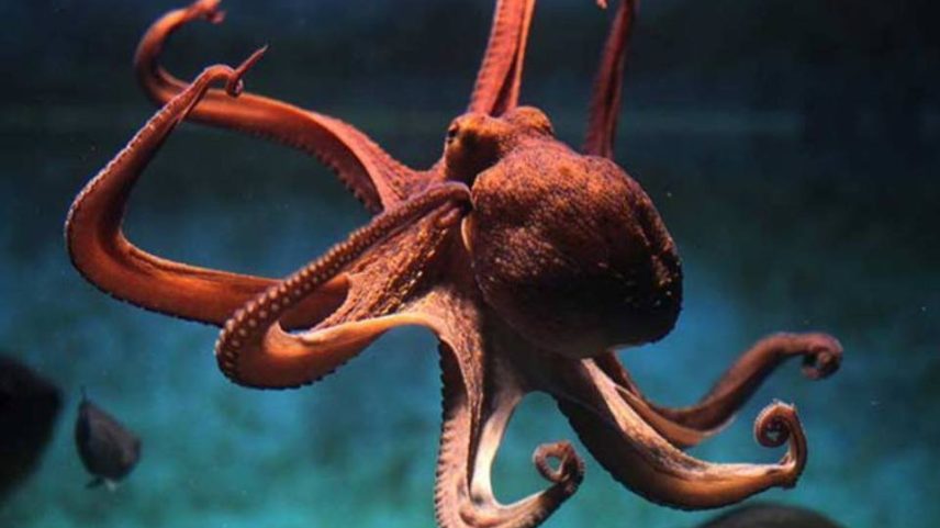 Em 2018, um artigo publicado na revista Progress in Biophysics and Molecular Biology causou polêmica ao sugerir que os polvos poderiam ter origens extraterrestres (Foto: Thinkstock)