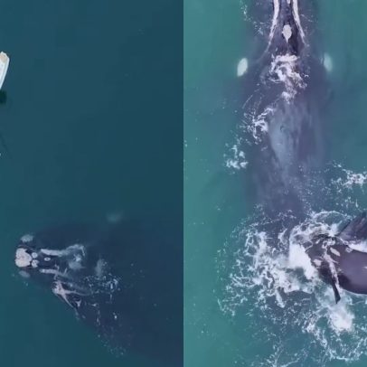 Homem resgata baleia presa em rede de pesca em SC; Ibama investiga o caso
