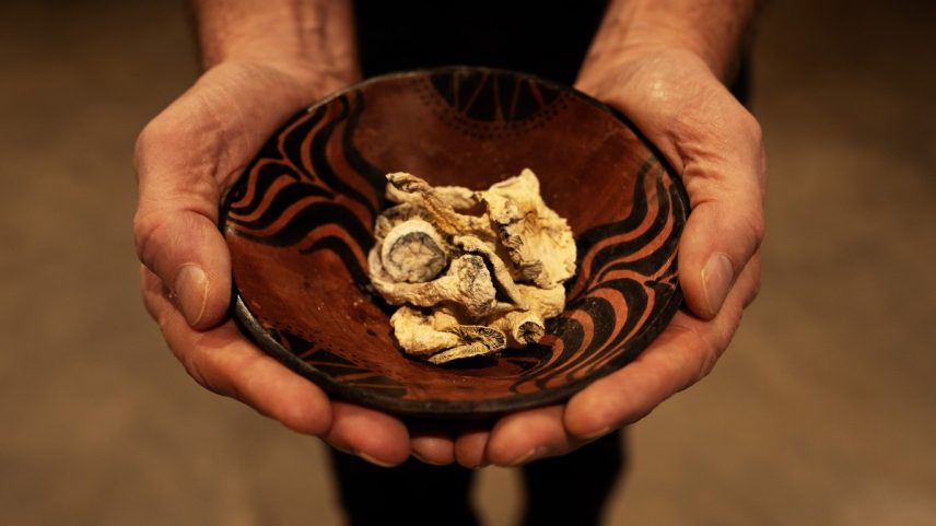 Psilocibina é o princípio ativo dos cogumelos mágicos (Foto: Todd Korol/The New York Times)