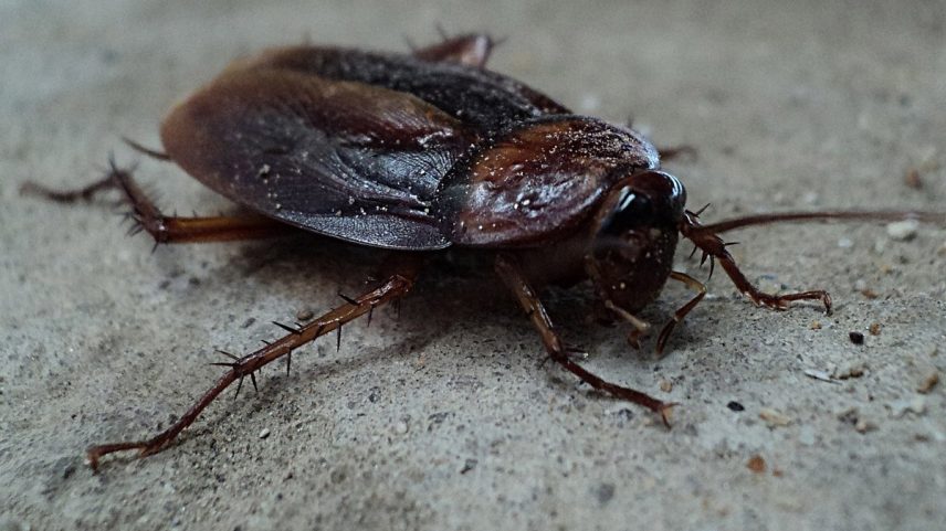 Barata (Foto: Pixabay)
