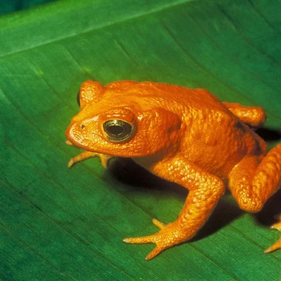 Sapos desaparecem na Costa Rica e geram preocupação entre biólogos locais