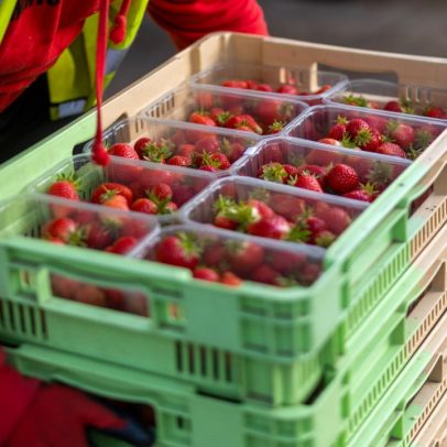 Morango do amor eleva preços na Ceasa e impacta mercado de frutas