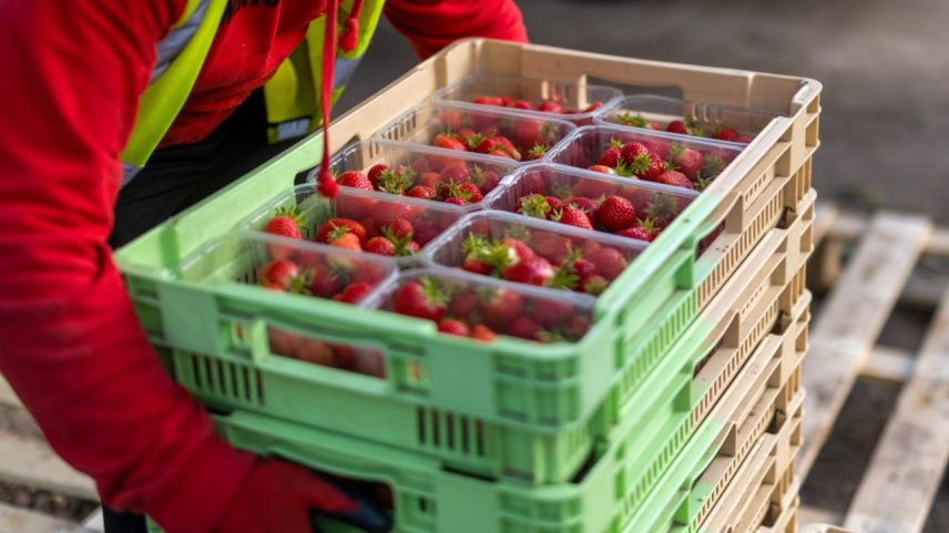 Preço da bandeja de morango disparou na Ceasa (Foto: Bloomberg/Getty Images)