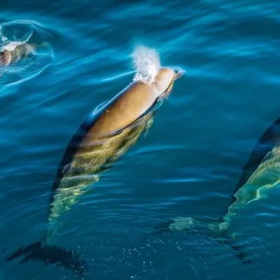 Barulho humano afeta vida marinha e causa riscos a golfinhos e baleias