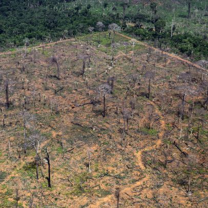 Desmatamento na Amazônia cresce 27% no primeiro semestre, enquanto no cerrado cai 10%